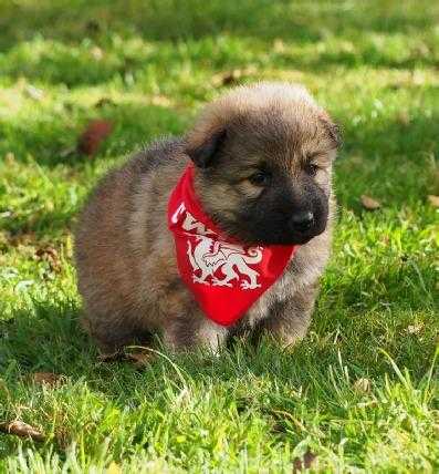 German Sheperd Puppies Ready For Sale