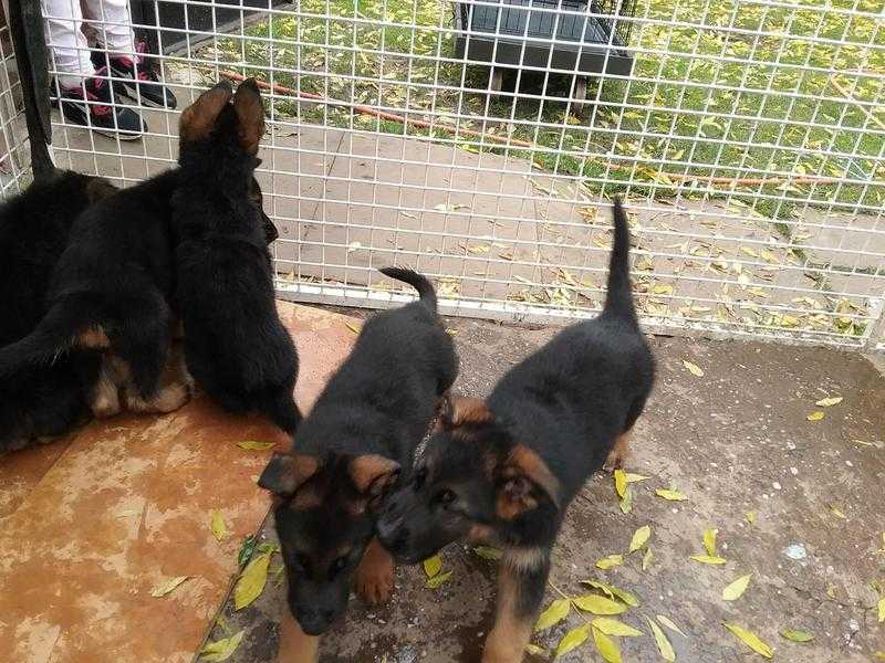 German sheperd puppys