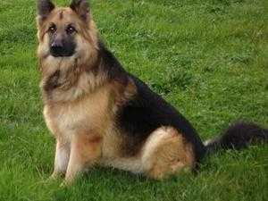 German Shepherd