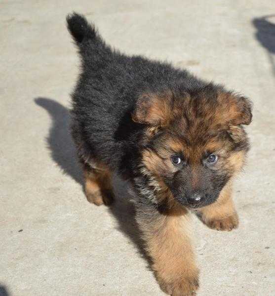 German Shepherd Dog - Puppies for sale