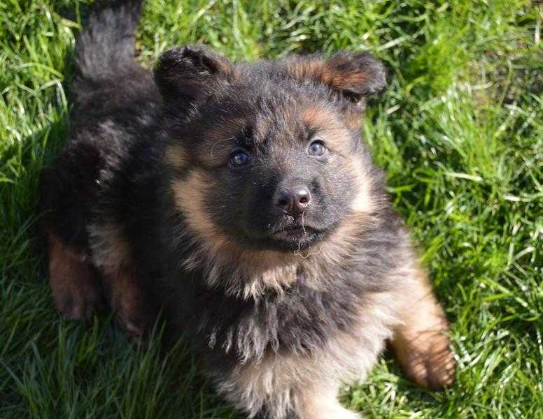 German Shepherd Dog - Puppies for sale