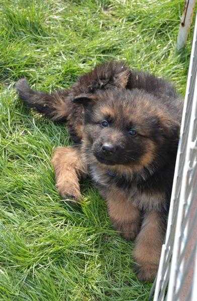 German Shepherd Dog - Puppies for sale