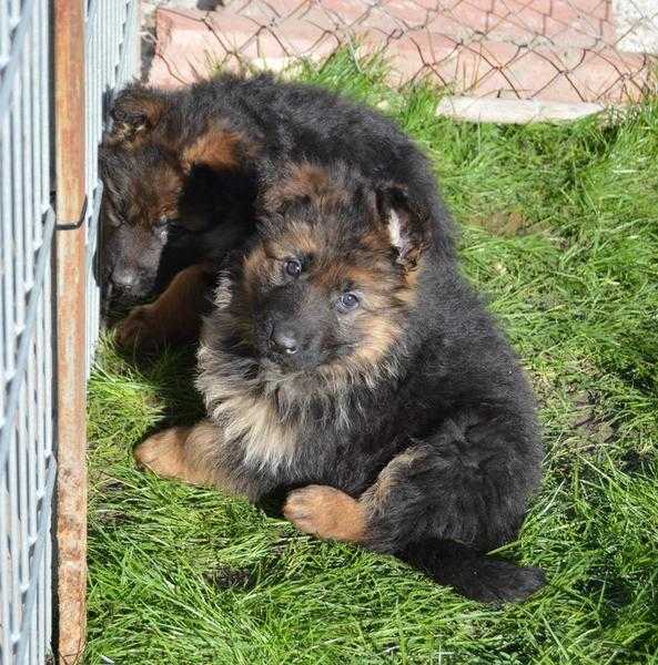 German Shepherd Dog - Puppies for sale