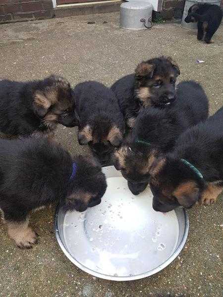 German shepherd kc reg puppies for sale