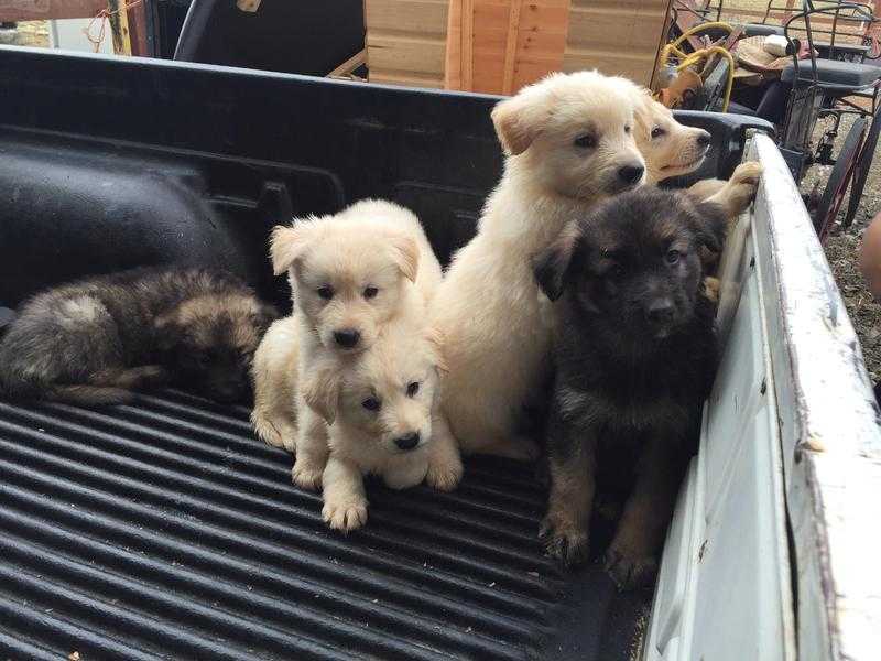 German shepherd puppies