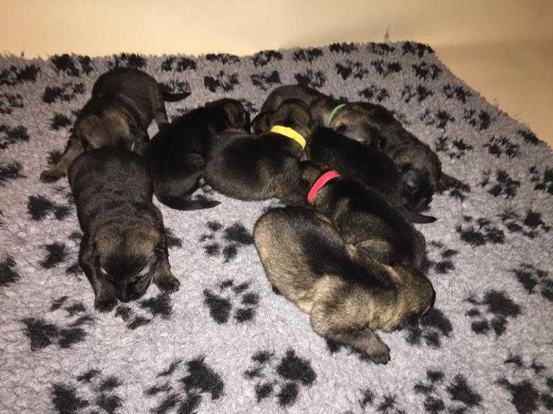 German Shepherd Puppies