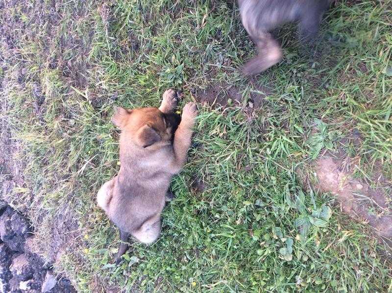 German Shepherd puppies