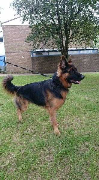 German shepherd puppies