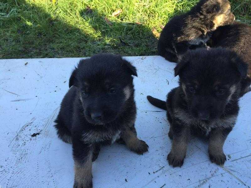 German Shepherd Puppies