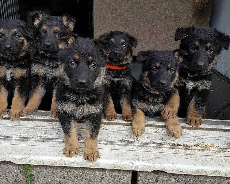 german shepherd puppies