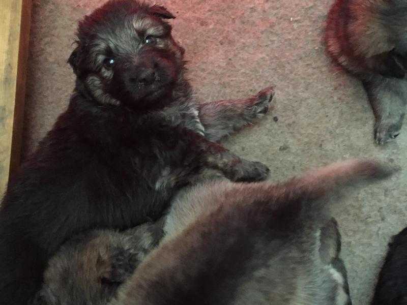 German  shepherd puppies