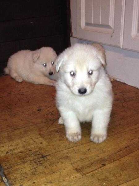 German Shepherd puppies