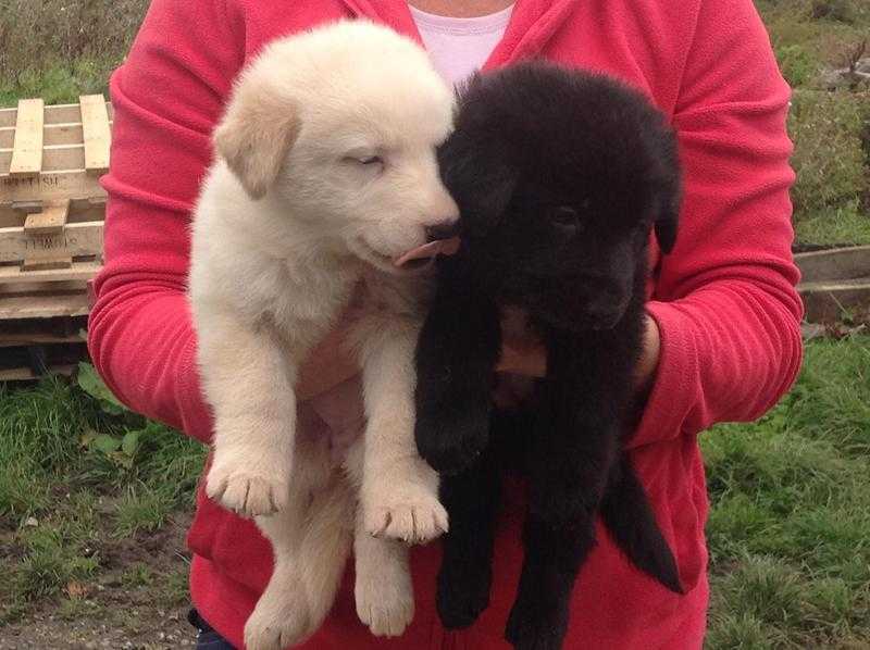 german shepherd puppies