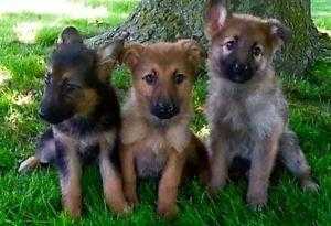 German shepherd puppies