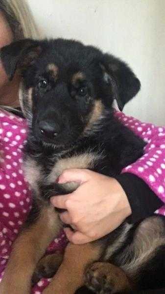 German shepherd puppies for sale