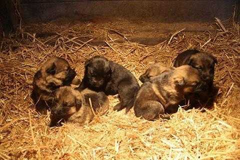 German shepherd puppies KC reg