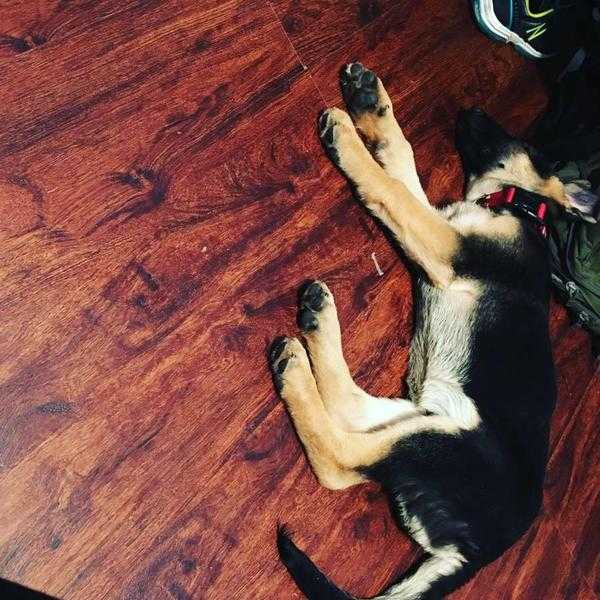 German Shepherd puppy