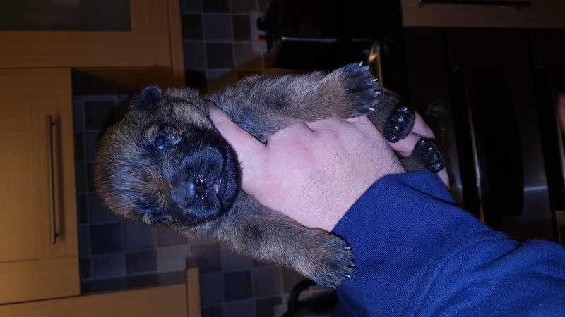 German Shepherd puppy039s