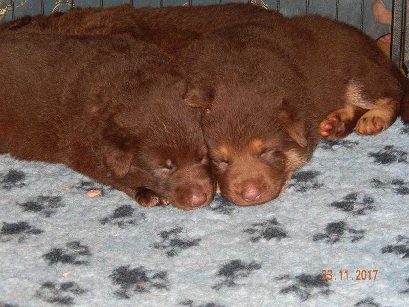 German shepherd pups