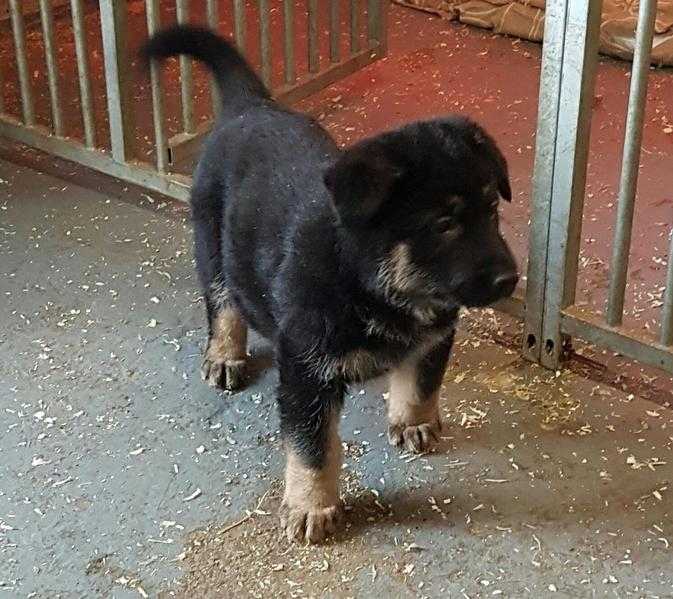 German shepherd pups