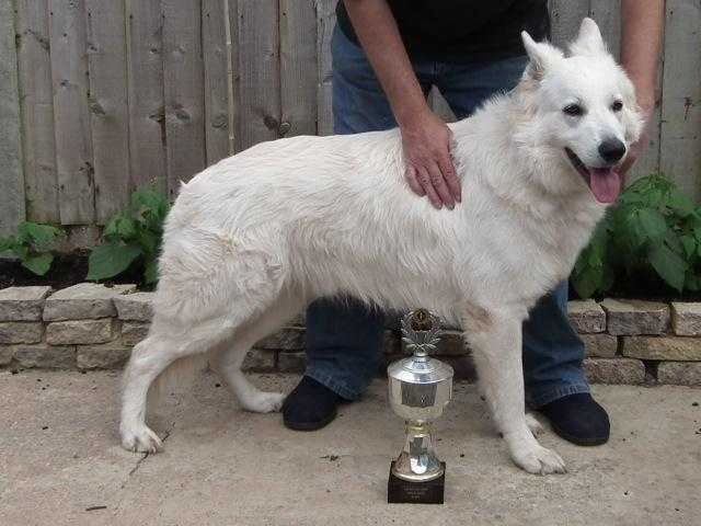 german shepherd stud dog