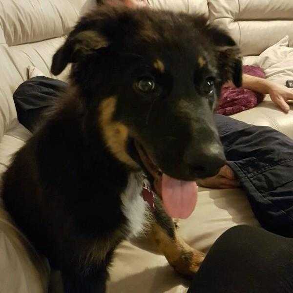 German Shepherd X collie