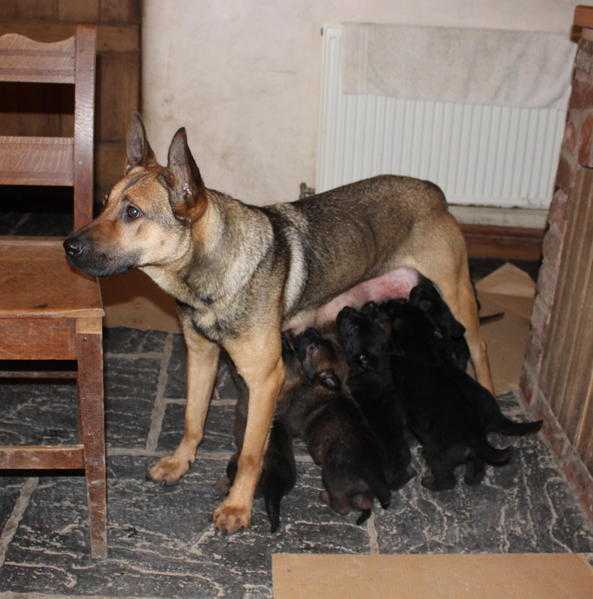German Shepherd X puppies