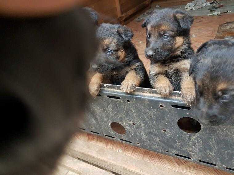 German ShepherdPuppies For Sale