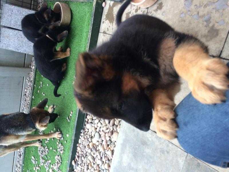 German Shhephard KC Reg Puppies for Sale