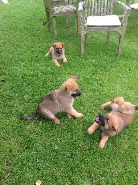 German x Belgian Shepherd Puppies