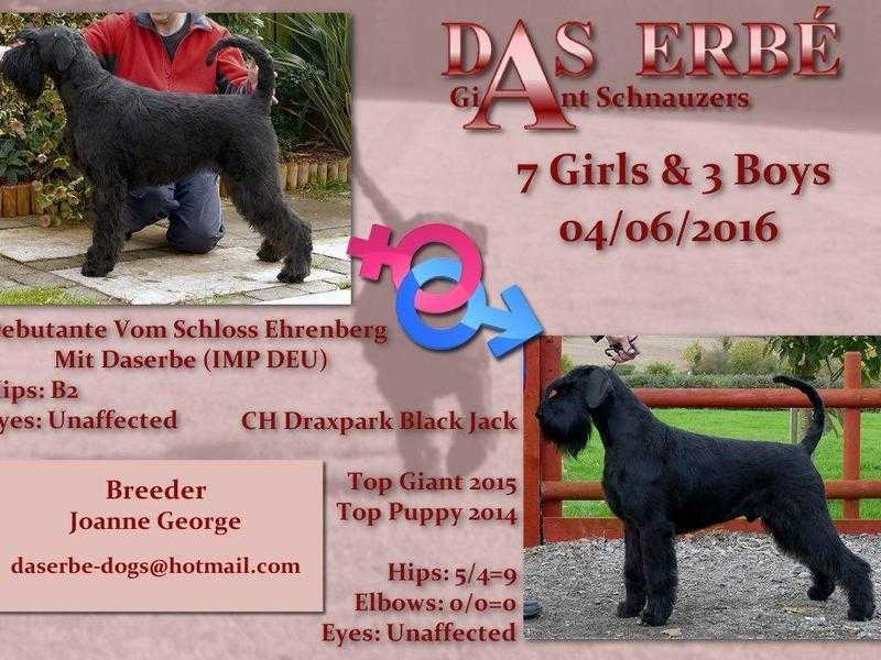 Giant Schnauzer Puppies