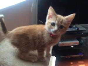 Ginger and tabby kittens