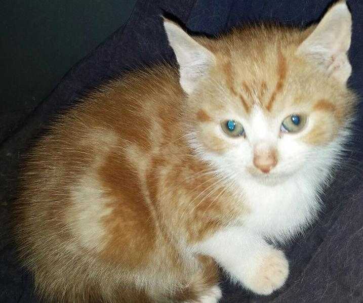 Ginger and white kitten for saleREADY TO GO