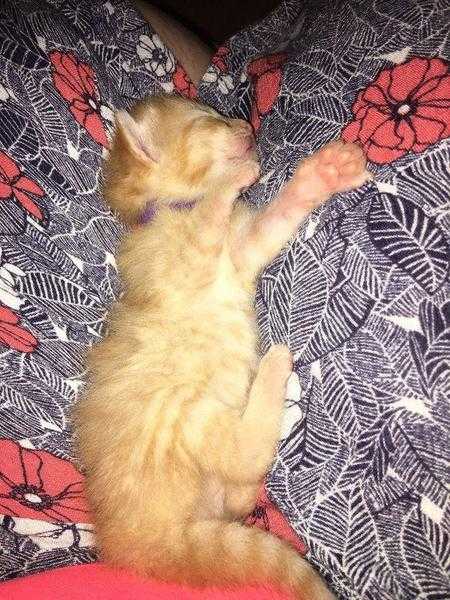 Ginger female kitten for sale, short haired