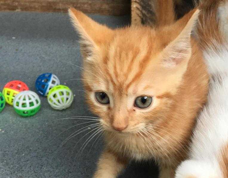 Ginger kitten for saleREADY TO GO