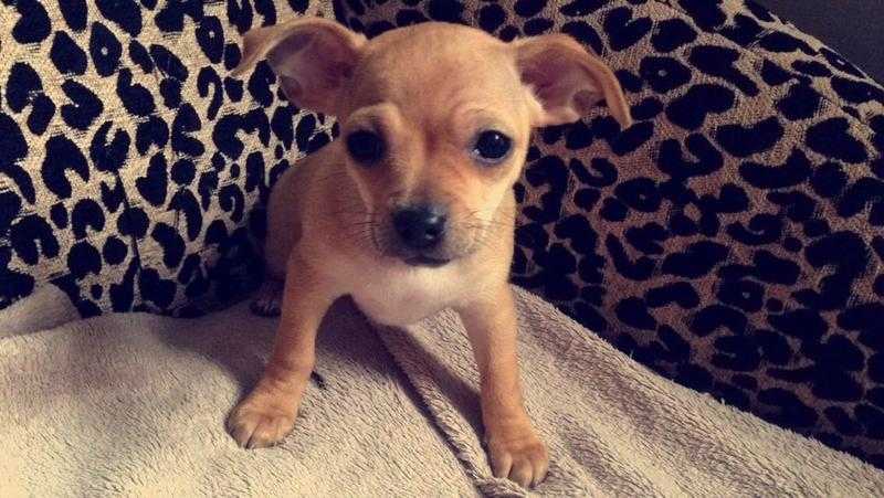 Girl Teacup Chihuahua