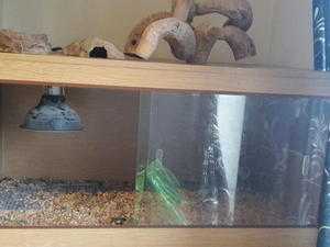 glass vivarium