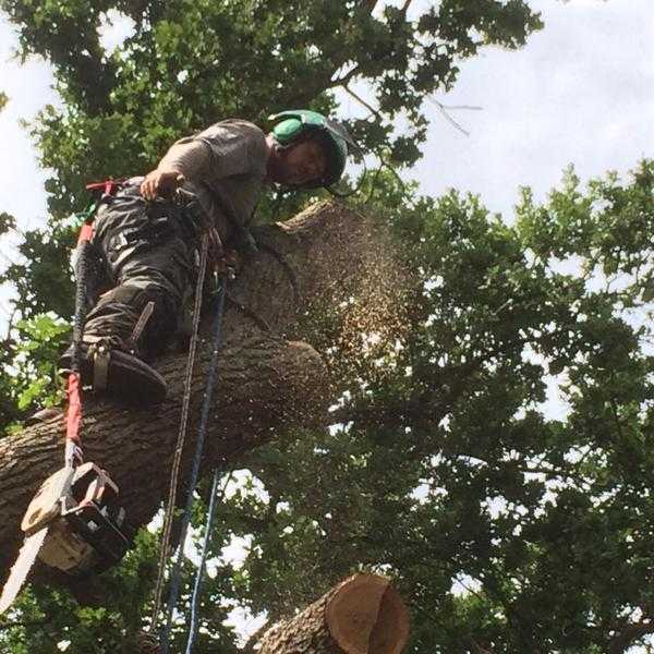 GODALMING TREE SURGEONS