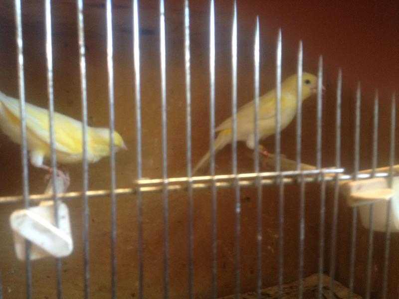 gold  dimorphic  canary s
