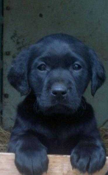 Golden amp Black Labrador Retriever