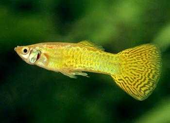 GOLDEN GUPPIES