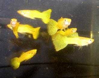 GOLDEN GUPPY MALES