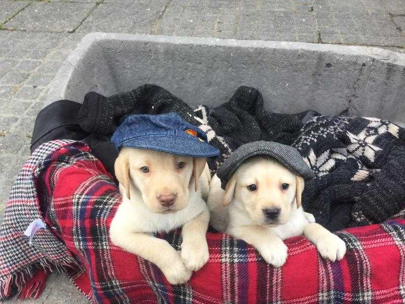 Golden Labrador puppies