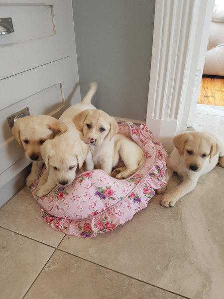 Golden Labrador Pups
