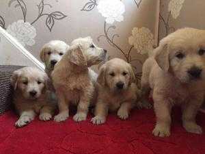 golden labrador retreiver for sale