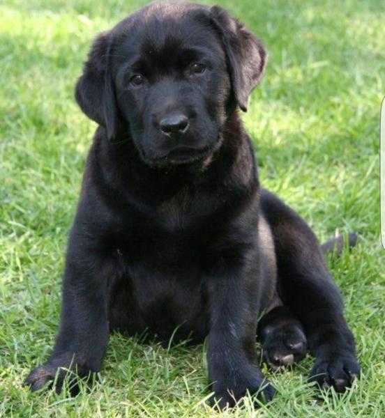 Golden retriever crossed with labrador puppies