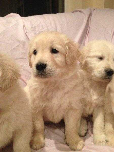 Golden Retriever puppies