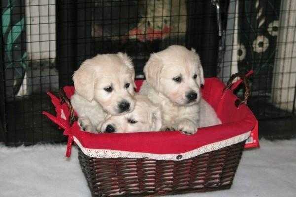 Golden Retriever Puppies