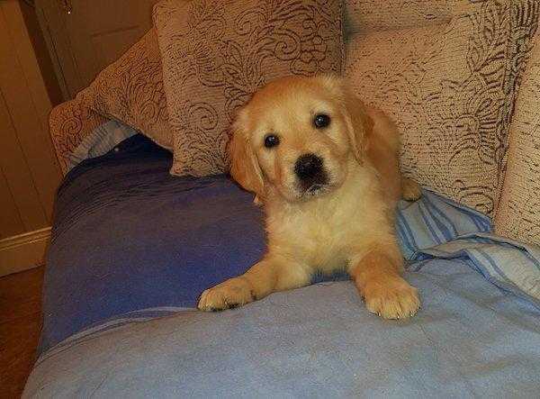 golden retriever pups