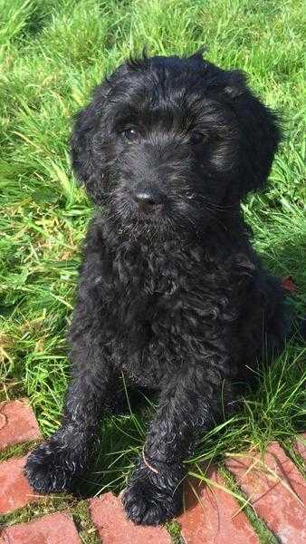 Goldendoodle puppies